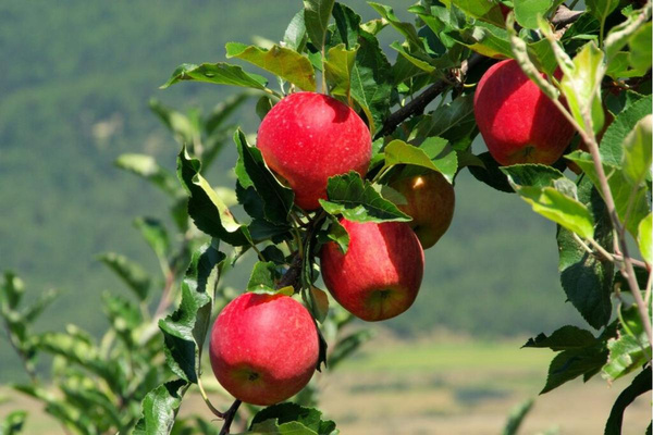 Produktfoto zu Freiherr von Hallberg