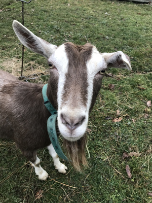 KI generiert: Eine Ziege mit türkisem Halsband steht auf einer Wiese und schaut in die Kamera.