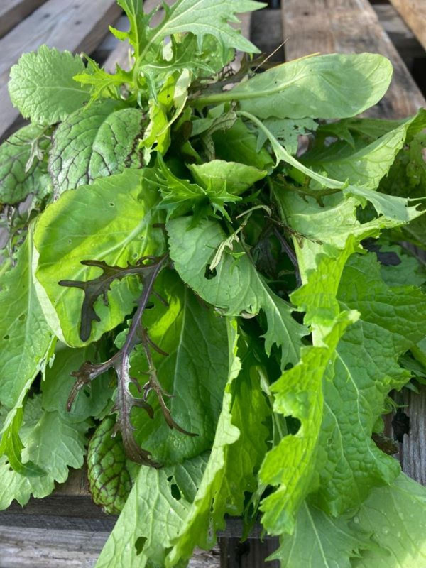 Produktfoto zu Asia Salat-Gemüse eig. LW