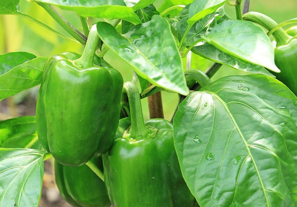 Produktfoto zu Paprika grün im Topf eig. LW