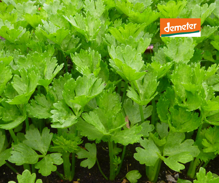 KI generiert: Grüne Selleriepflanzen mit dem Demeter-Logo oben rechts.